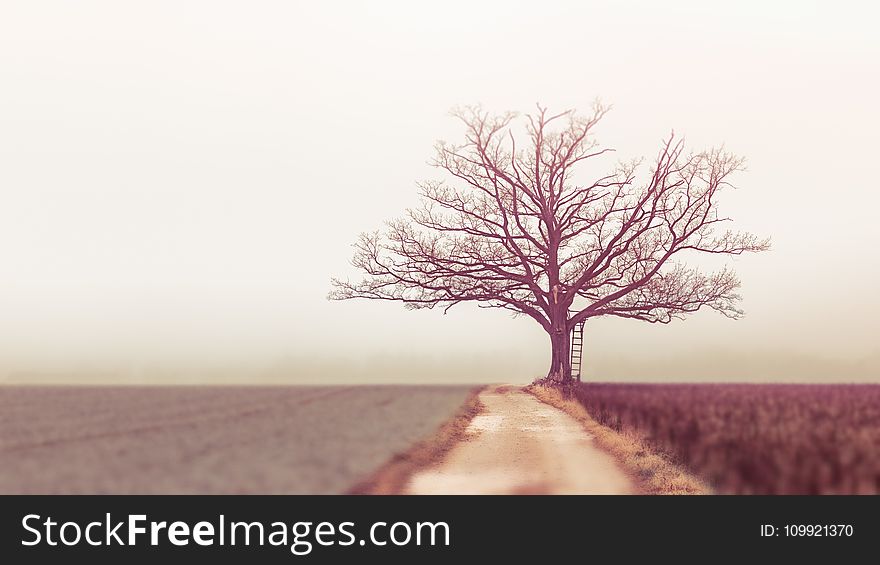 Landscape Photography Of Withered Tree