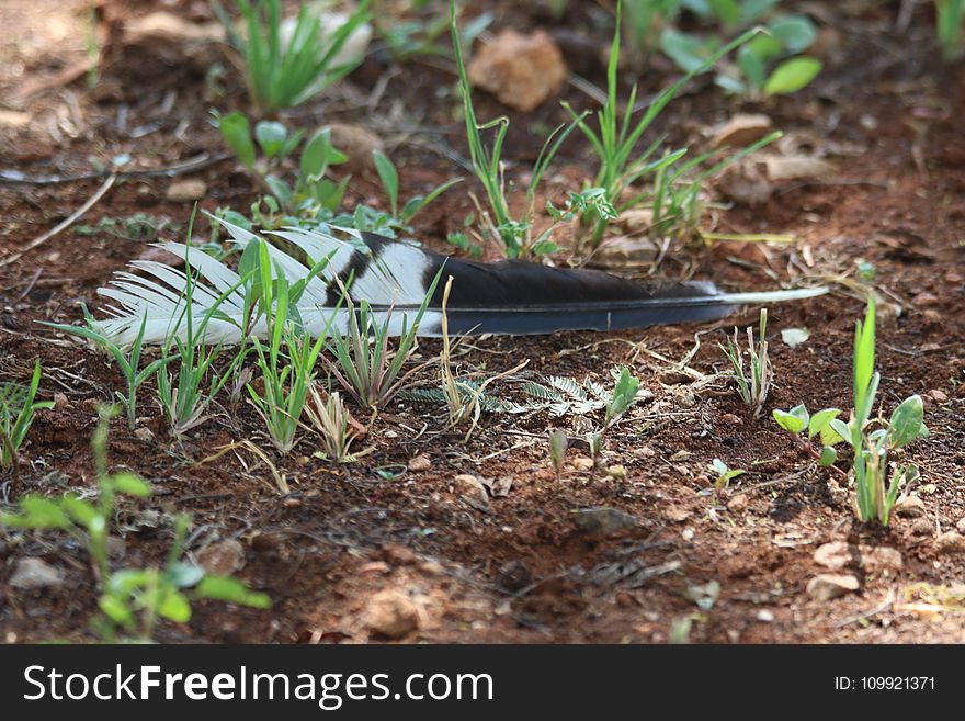 Depth of Field Photography of Black and White Bird Feather Between Eleusine Indica Crowfoot Grass