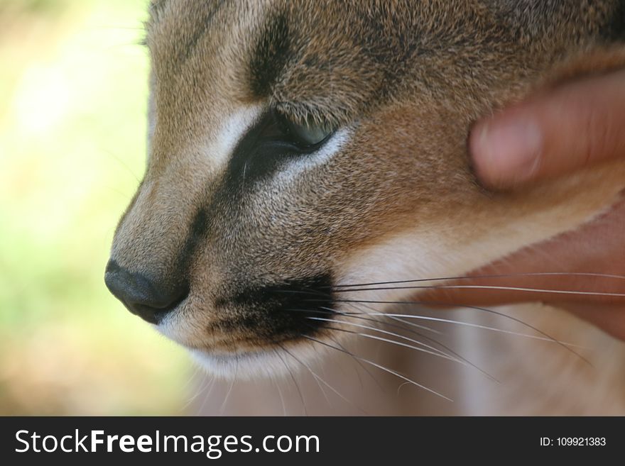 Close Up Photography Of A Leopard Cub