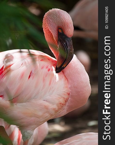 Selective Focus Photography of Pink Flamingo