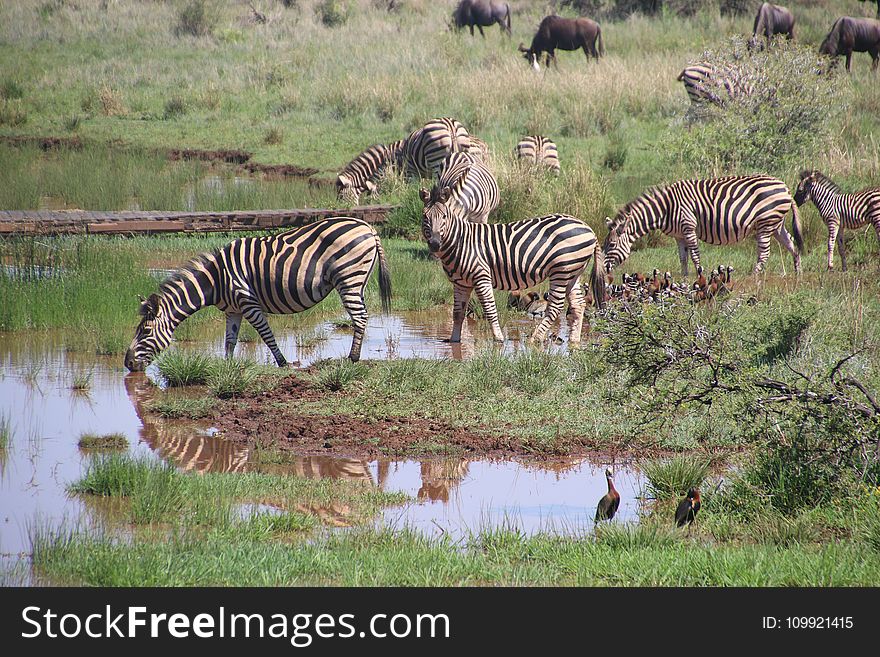 Herd Of Zebras On Body Of Water With Grass