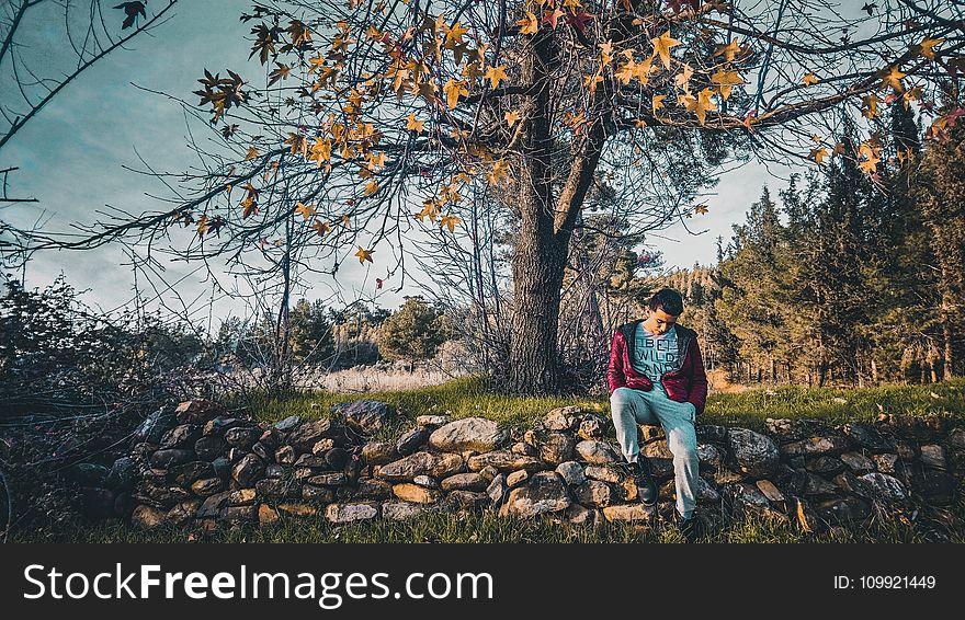 Man Sitting on Pile of Stones Near Tree
