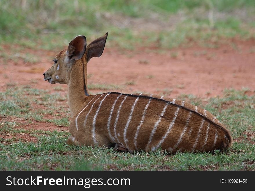 Brown and White Deer Laying on Grass