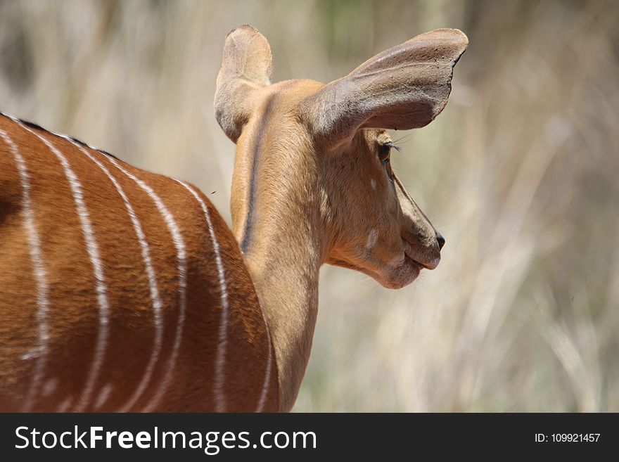 Shallow Focus on Deer