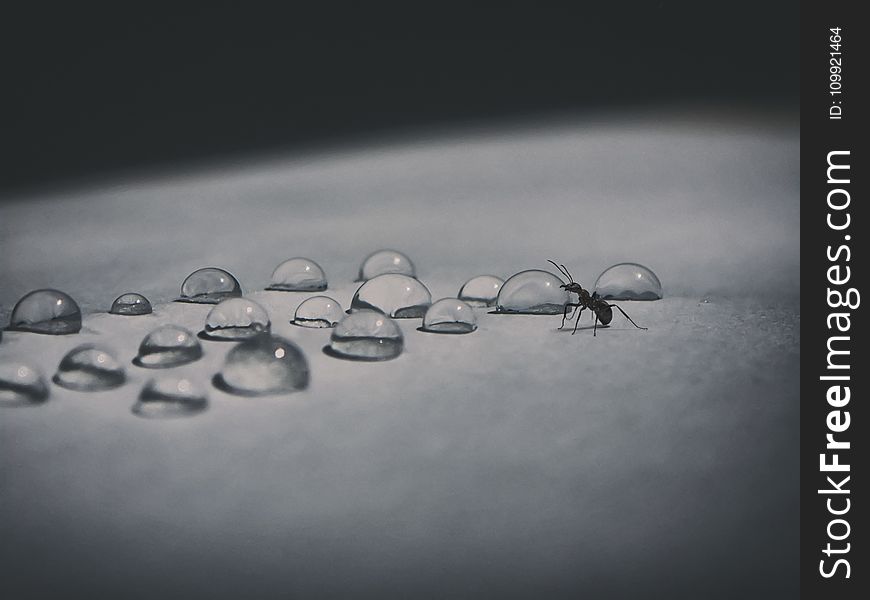 Macro Photography of Black Ant Beside Water Dew