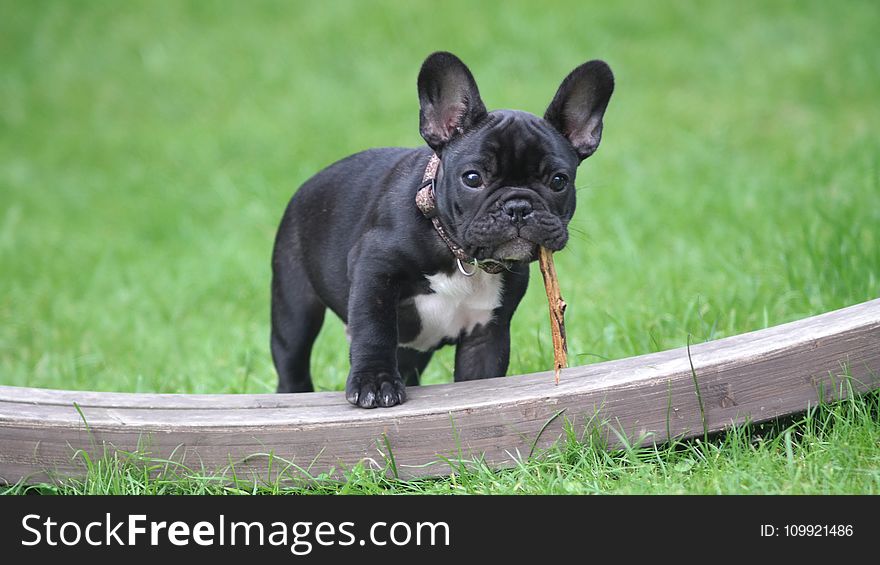 Black and White French Bulldog Puppy Stepping on Brown Wood Board Panel Close-up Photography
