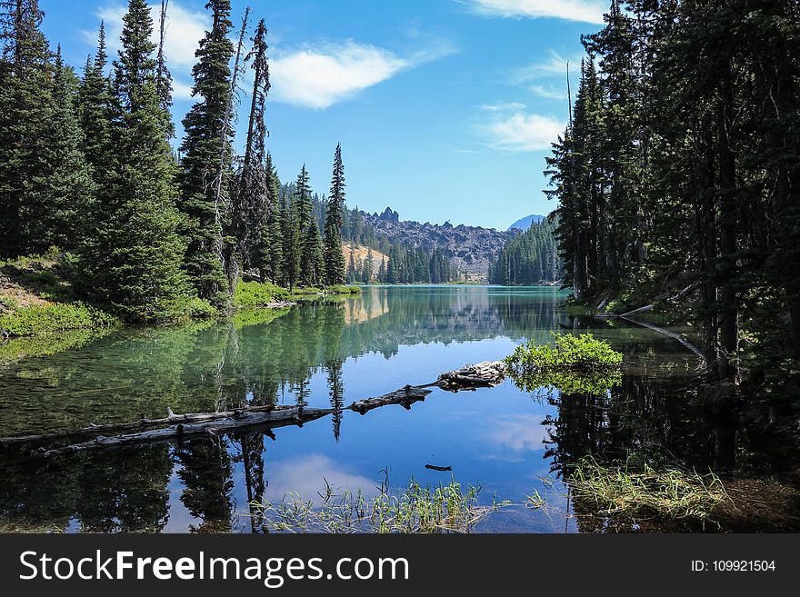 Landscape Photography of Lake Surrounded by Trees