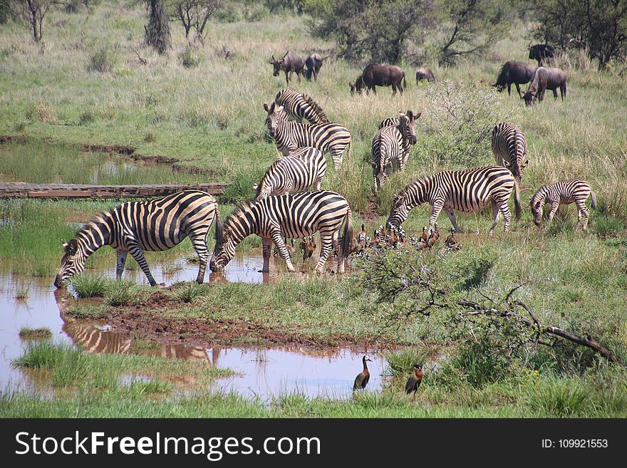 Herd of Zebras on Grass Field