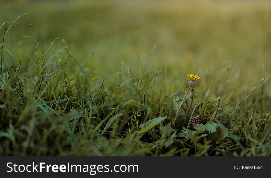 Selective Photography of Green Grass and Flower