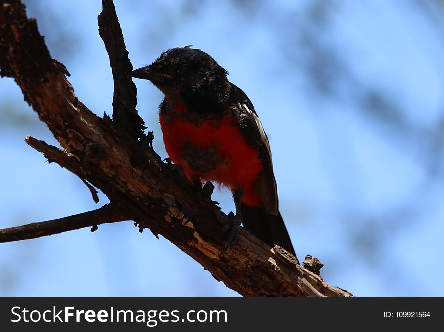 Small Black And Red Bird