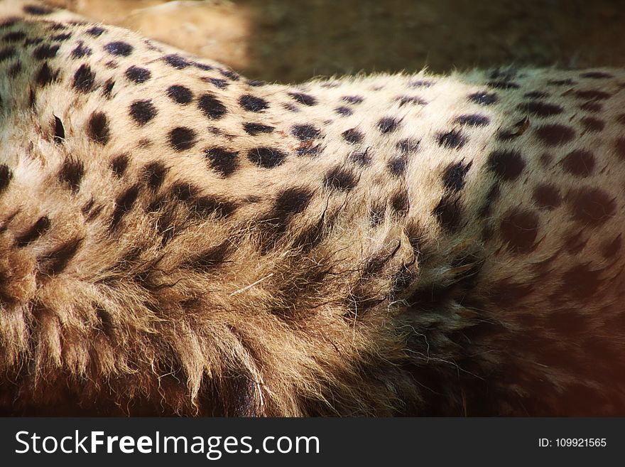 Closeup Photo Of Cheetah