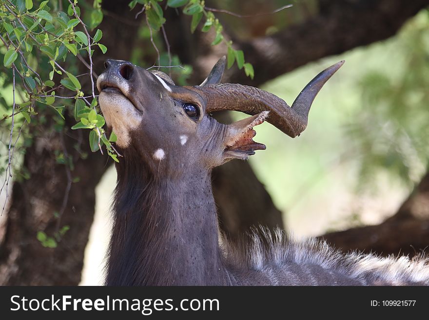 Closeup Photo Of Brown Antelope Eating Leaves