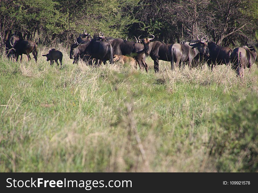 Photo of Buffalos in the Field
