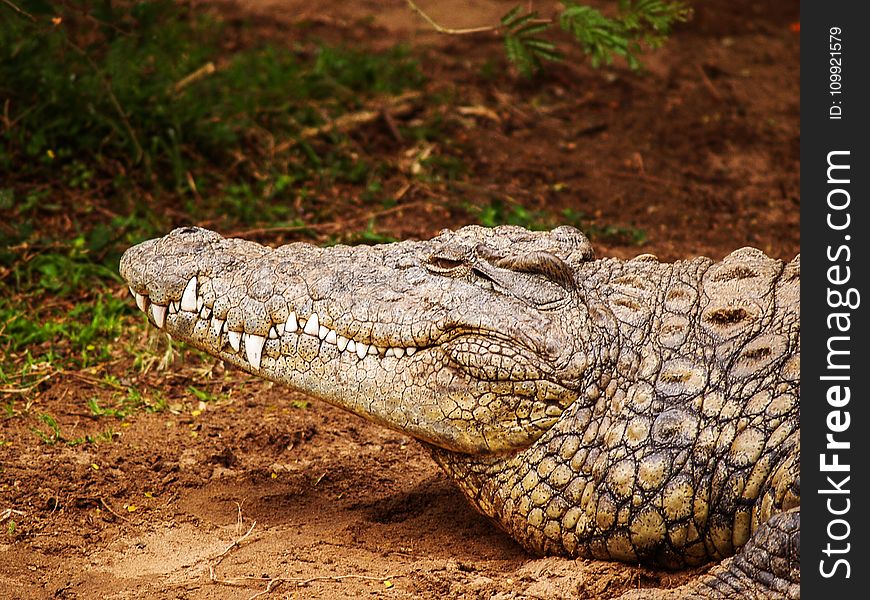 Close-up Photography of Brown Crocodile