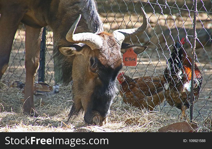 Brown Yak Beside Two Brown Chickens