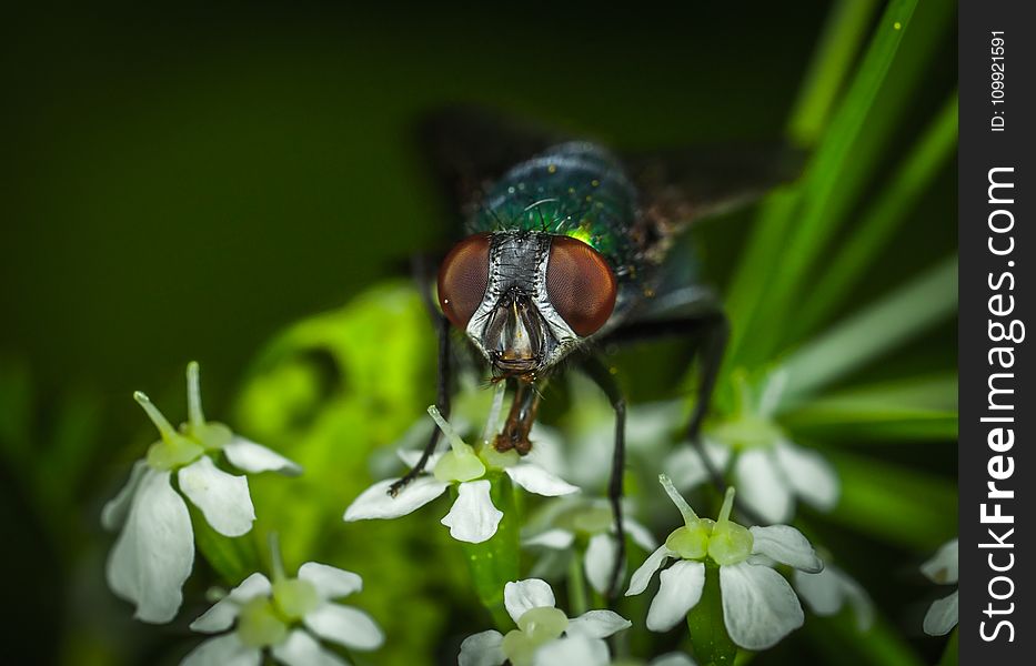 Focus Photography of Green Bottle Fly