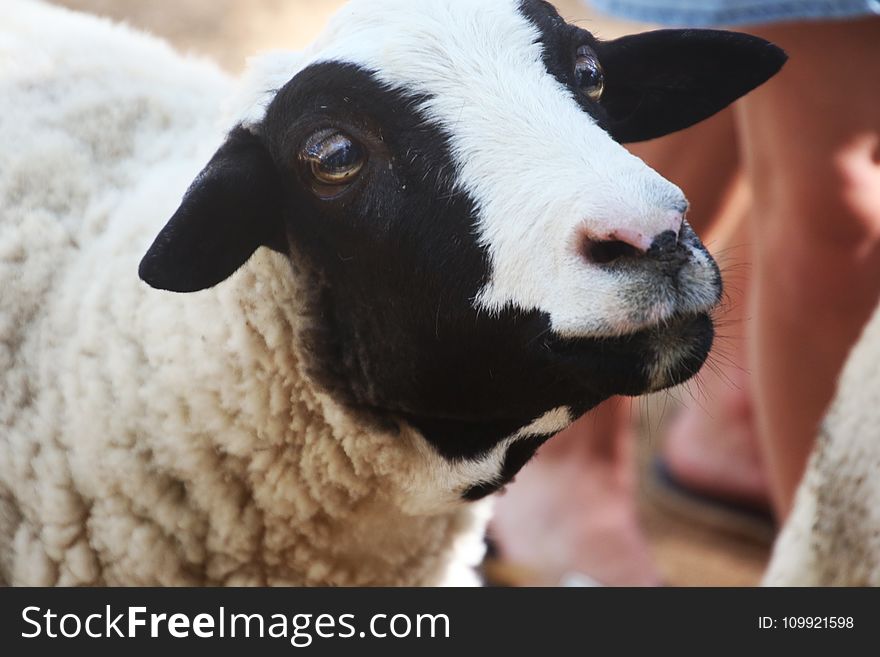 Shallow Focus Photography of White and Black Sheep