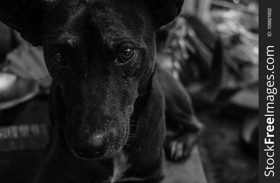 Grayscale Photo of Short Coated Dog