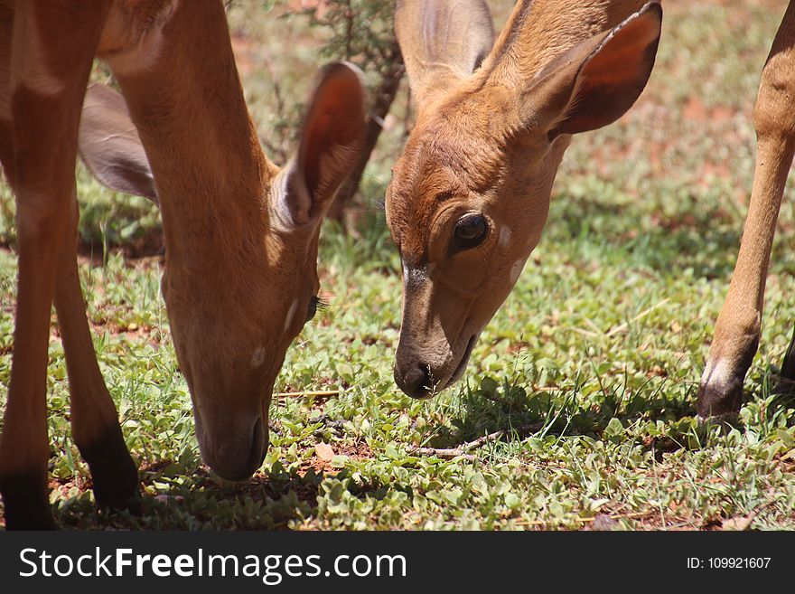 Two Brown Deers on Grass Field