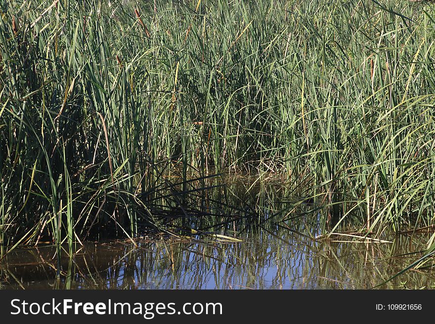 Photo of Grass on the Pond