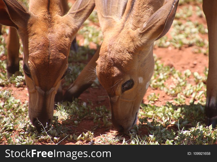 Two Brown Deers Eating Grass