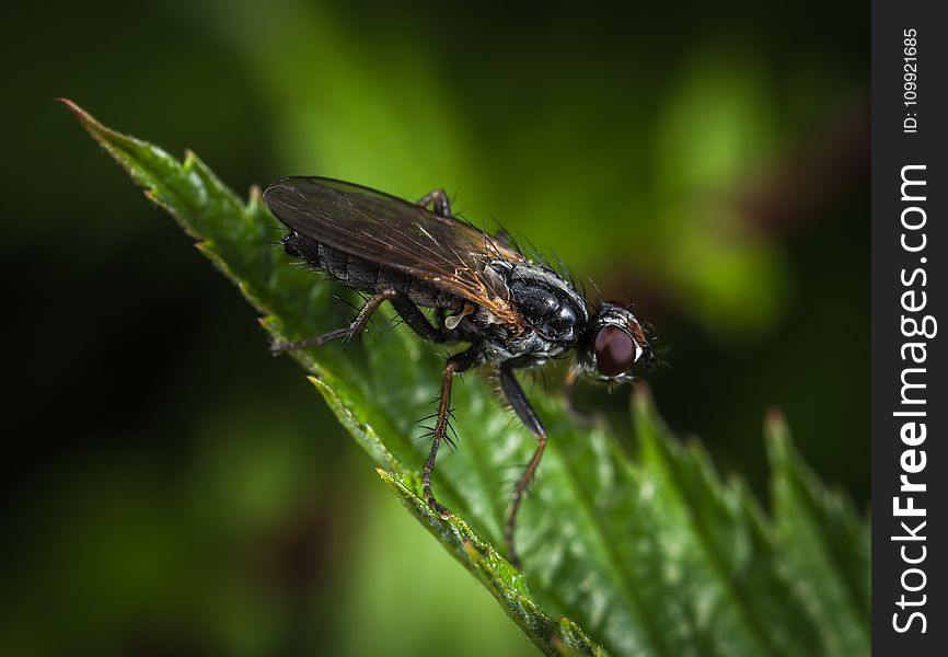 Macro Shot Photography of Black and Brown Housefly