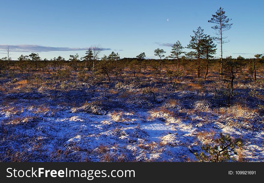 Photography Of Trees