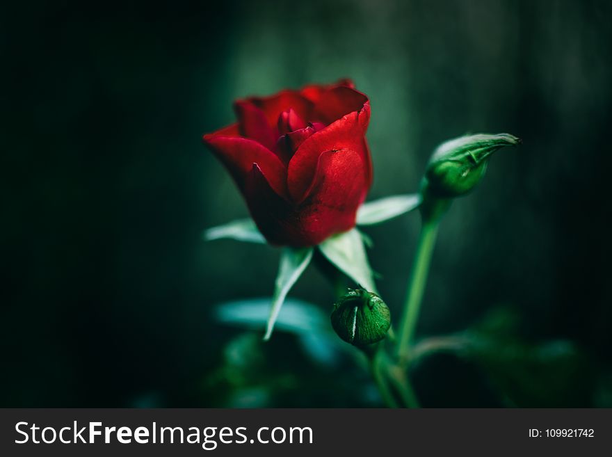 Close-Up Photography of Red Rose