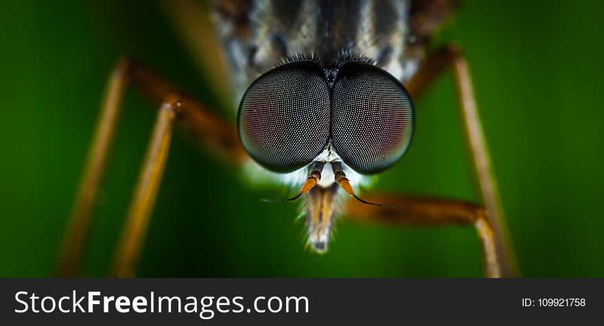 Macro Photography of Brown Fly