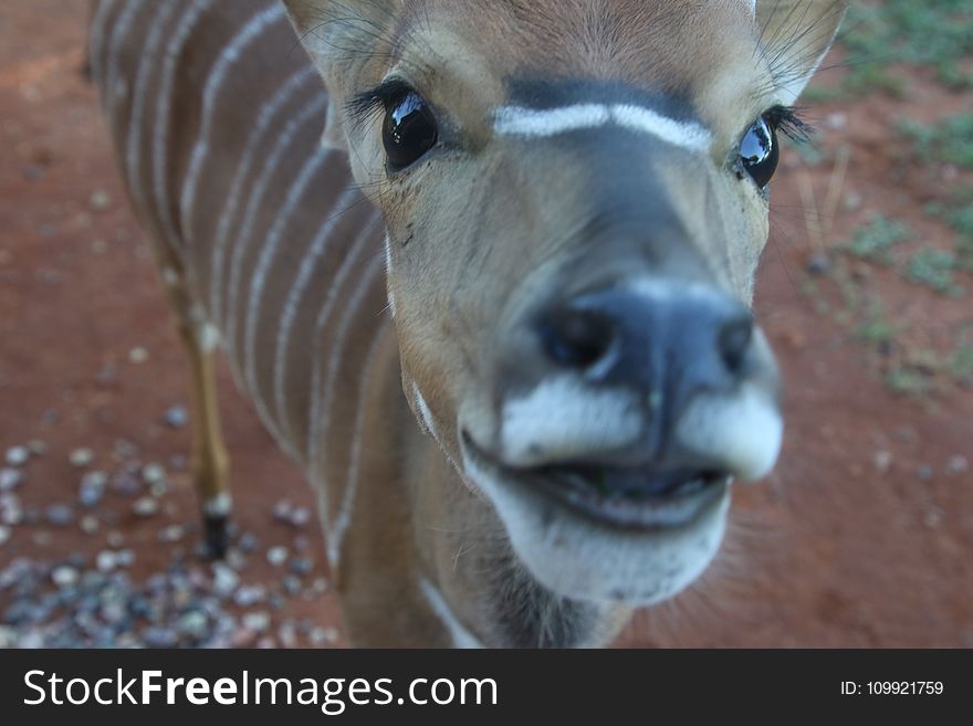Close-Up Photography of Brown and White Striped Deer