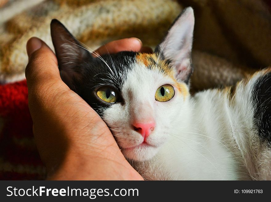 Person&#x27;s Left Hand Holding Calico Cat