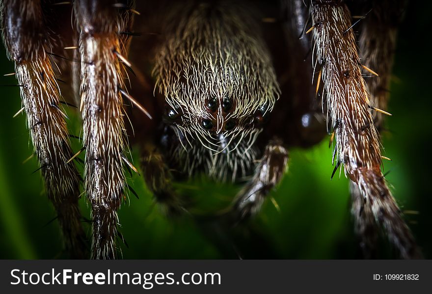 Macro Photography Of Spider