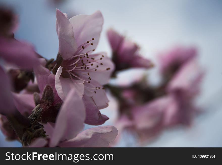 Focus Photography of Pink Flowers