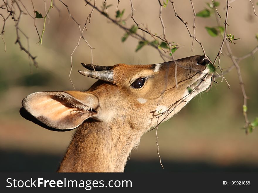 Shallow Focus Photo Of Brown Reindeer