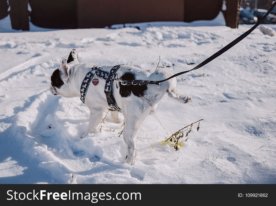 Adult Short-coated White and Black Dog With Black Harness on Top of Snow