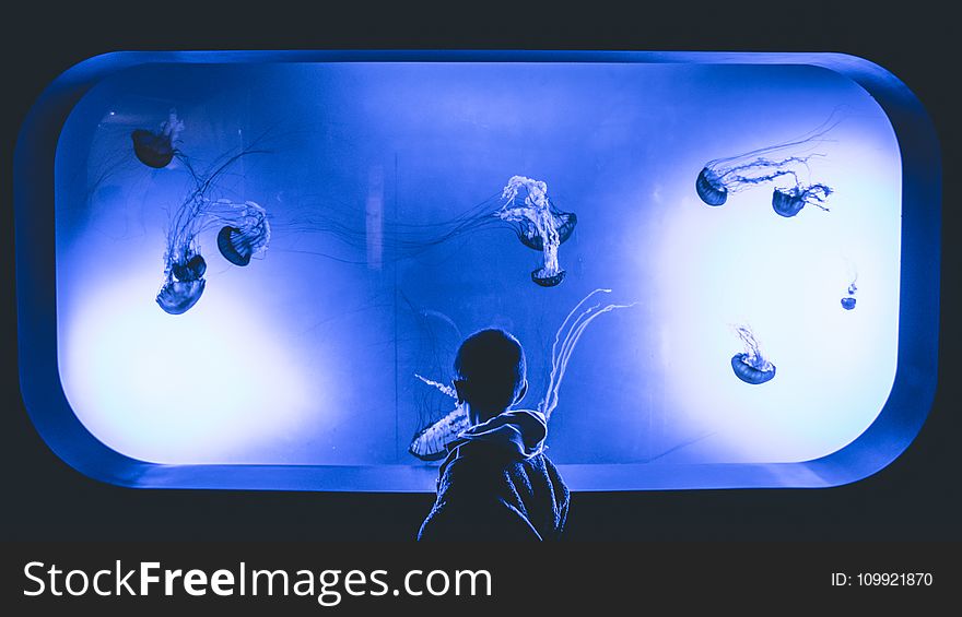 Boy Standing In Front Of Jelly Fish Aquarium With Purple Light