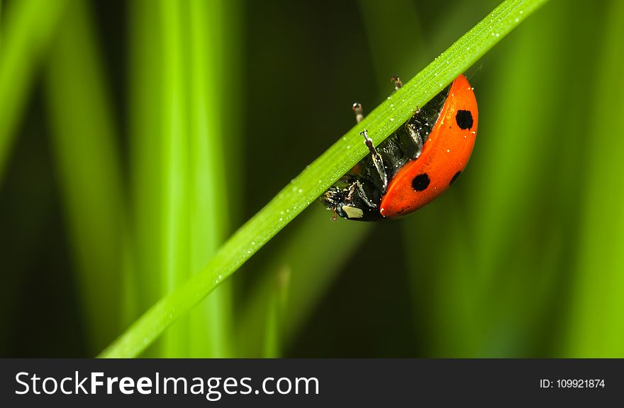 Close-up Photography of Ladybug