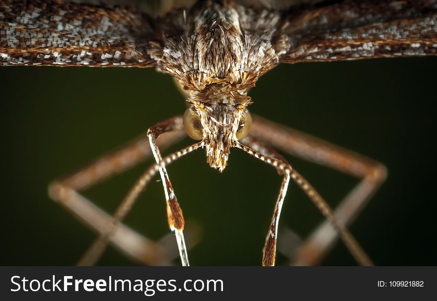 Macro Photography of Brown Plume Moth