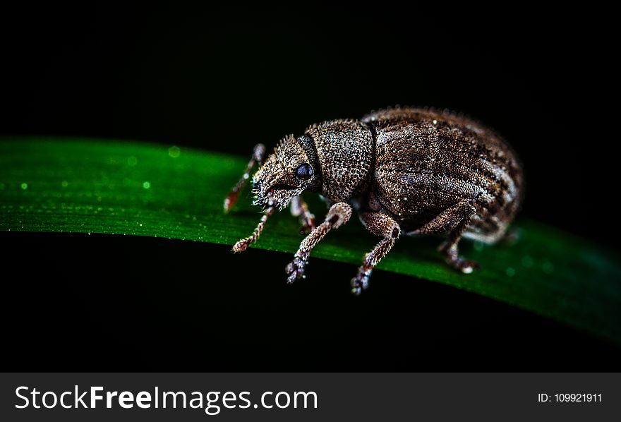 Brown Weevil Perched on Green Leaf in Closeup Photo