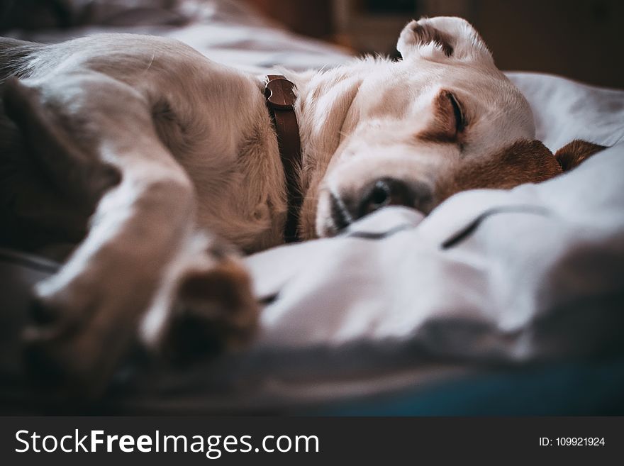 Close-Up Photography of Sleeping Dog