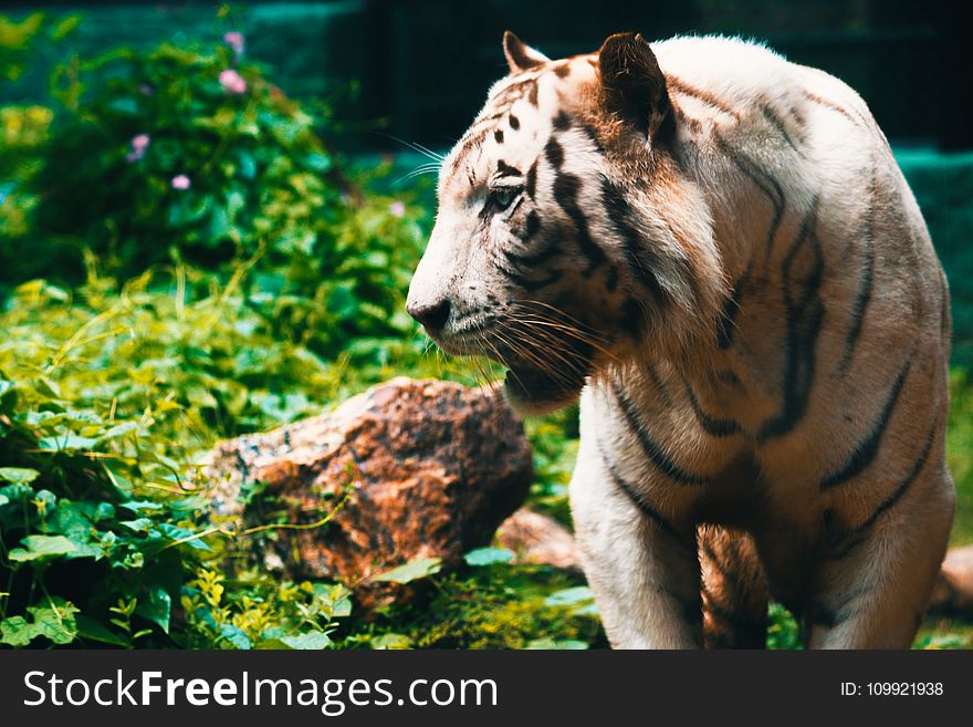 Close-Up Photography Of Tiger