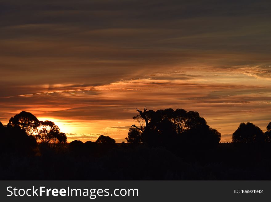 Silhouette Photography of Tress during Sunset