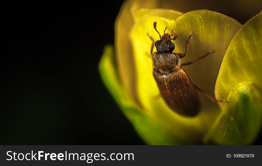 Macro Photography Brown Beetle on Yellow Flower