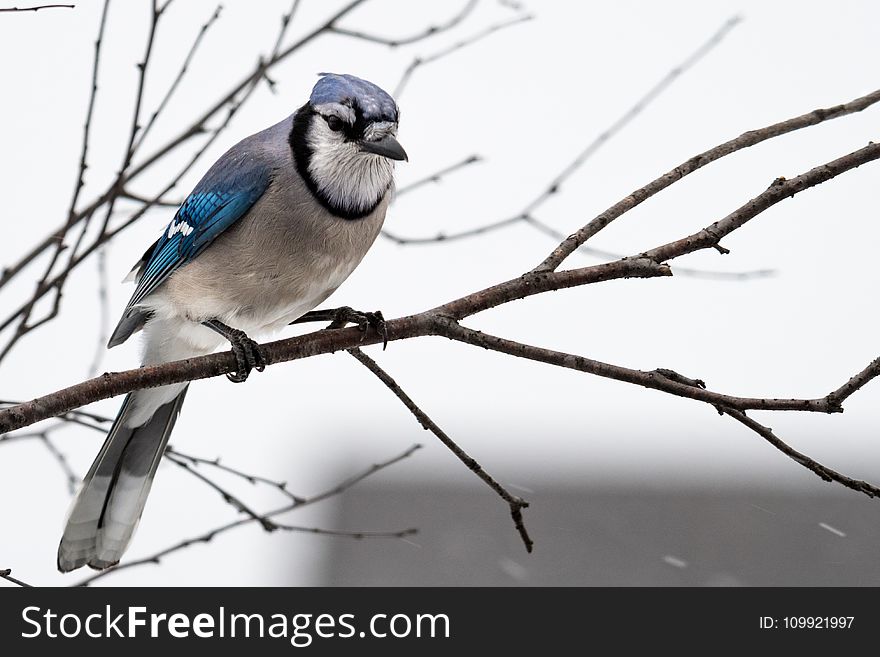 Photography of Blue and Gray Bird