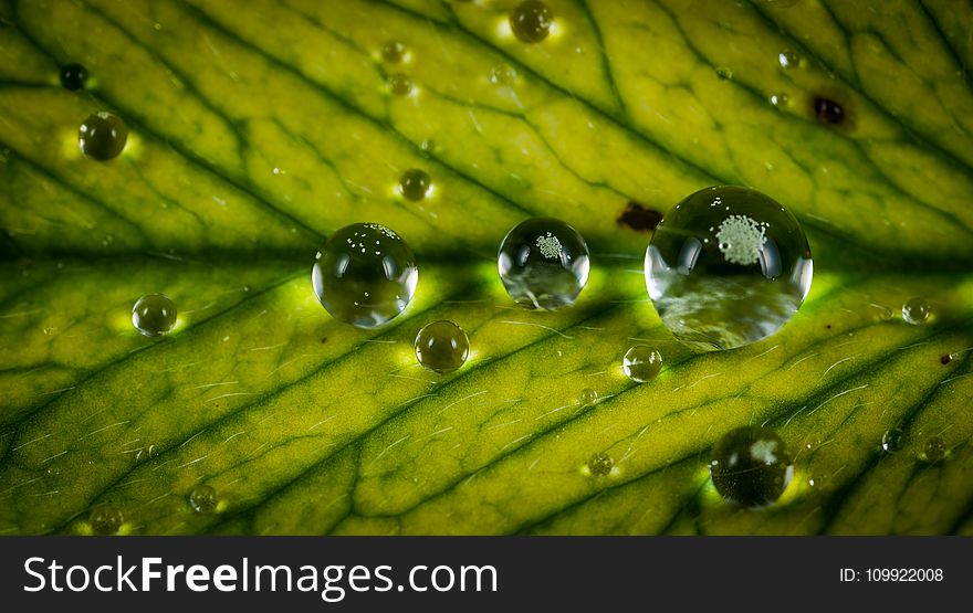 Close Up Photograph Water Drop on Green Leaf