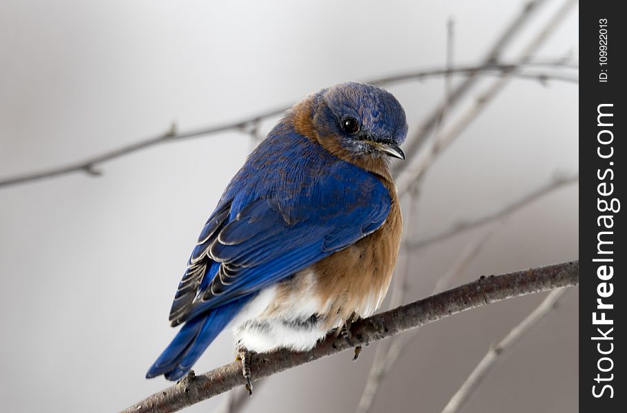 Photography of Small Blue and Brown Bird