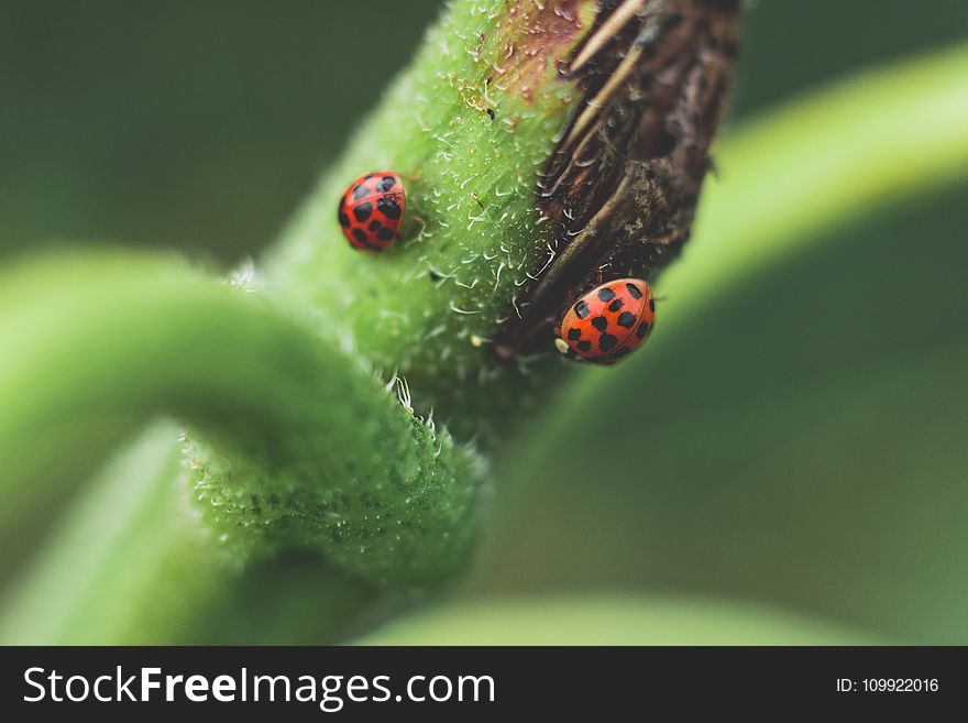 Micro Photography of Two Red-and-black Ladybugs