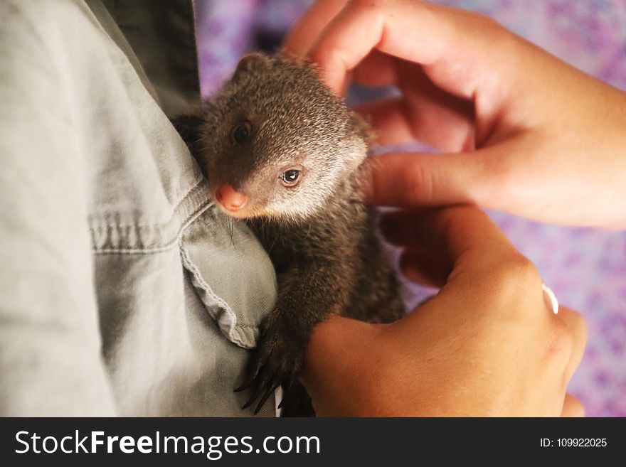 Person Holding Weasel
