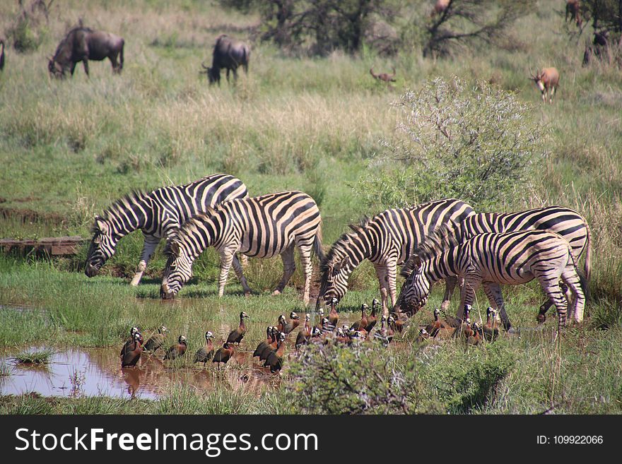 Five Zebra in Pond Near Brown-and-black Birds Soundring by Green Grass