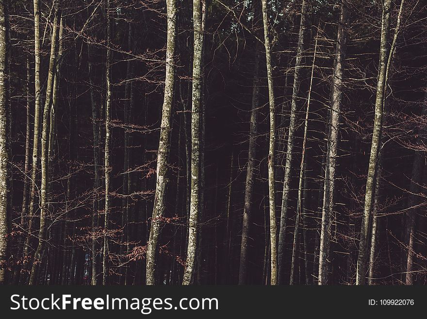 Birch Trees On The Forest